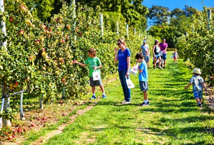 Apple picking & fall farm activities